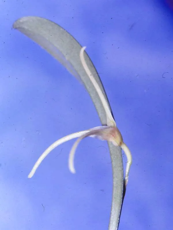 MASDEVALLIA PESCADOENSIS  