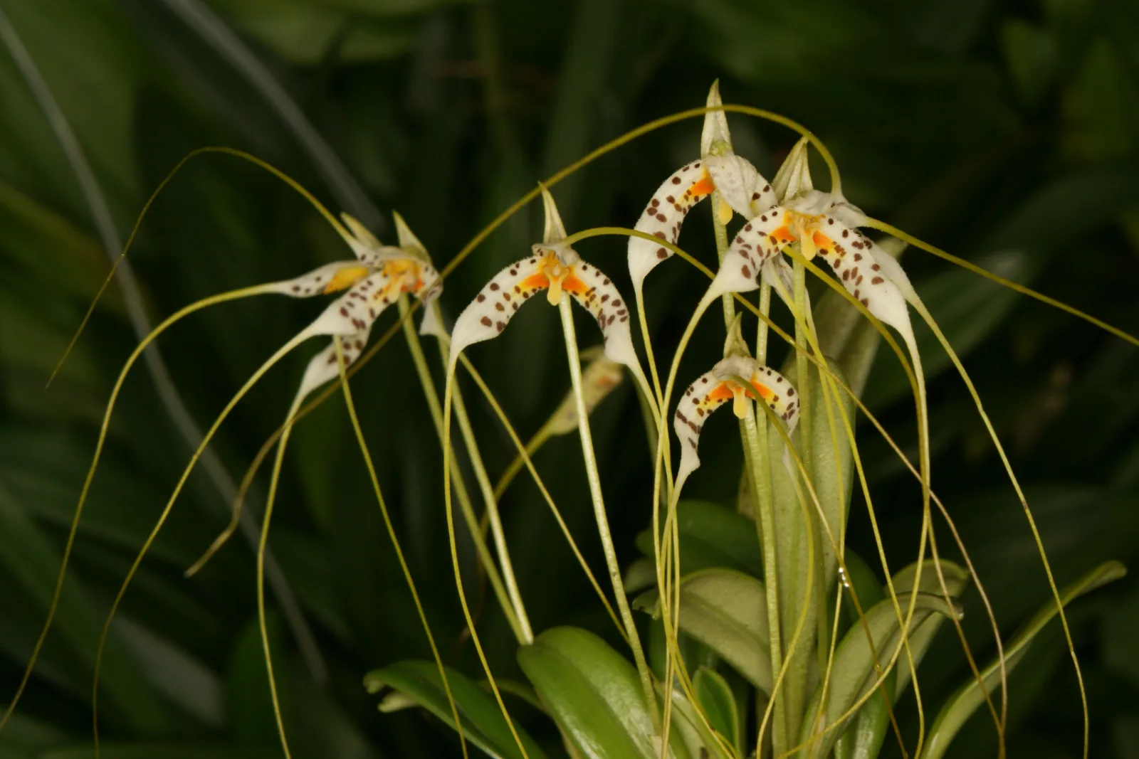 MASDEVALLIA PICTURATA  
