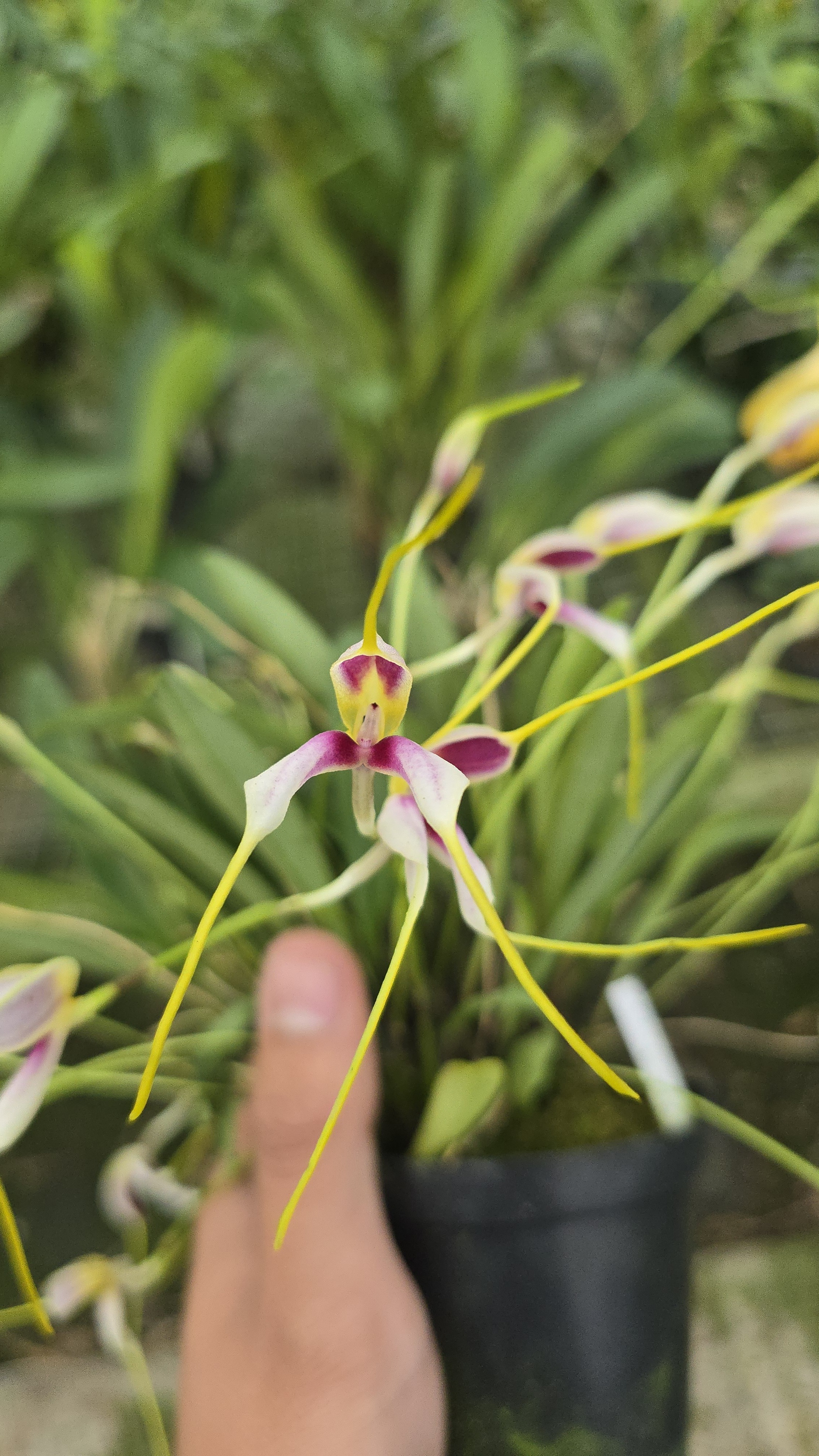 MASDEVALLIA PILEATA  