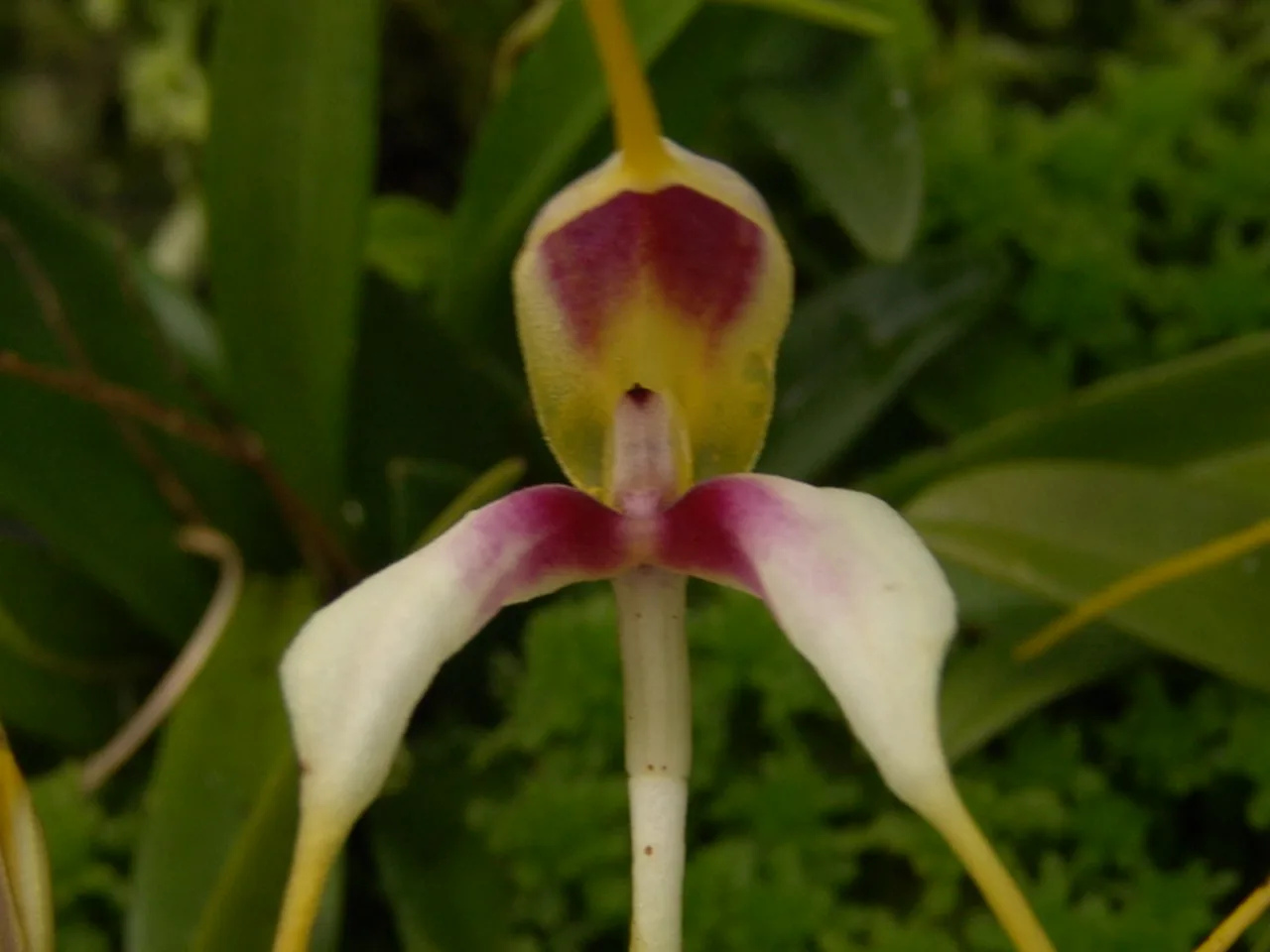 MASDEVALLIA PILEATA  
