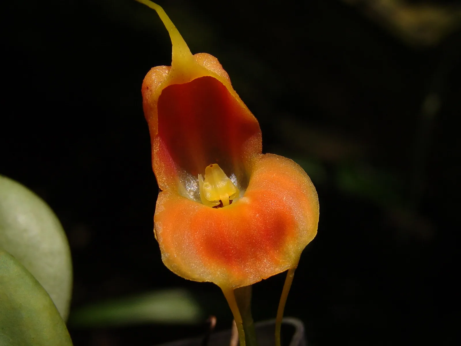 MASDEVALLIA PRODIGIOSA  