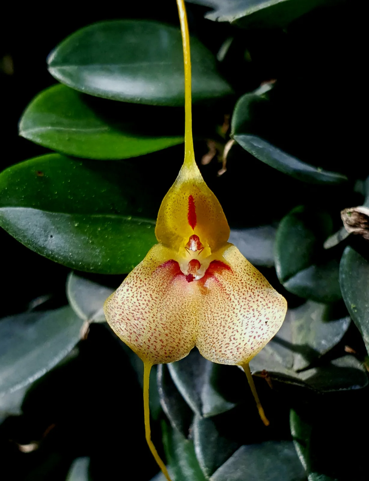 MASDEVALLIA PTEROGLOSSA  