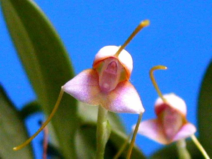 MASDEVALLIA PURPURELLA  