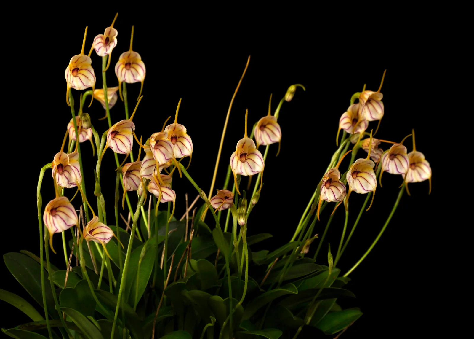 MASDEVALLIA RIMA RIMA  