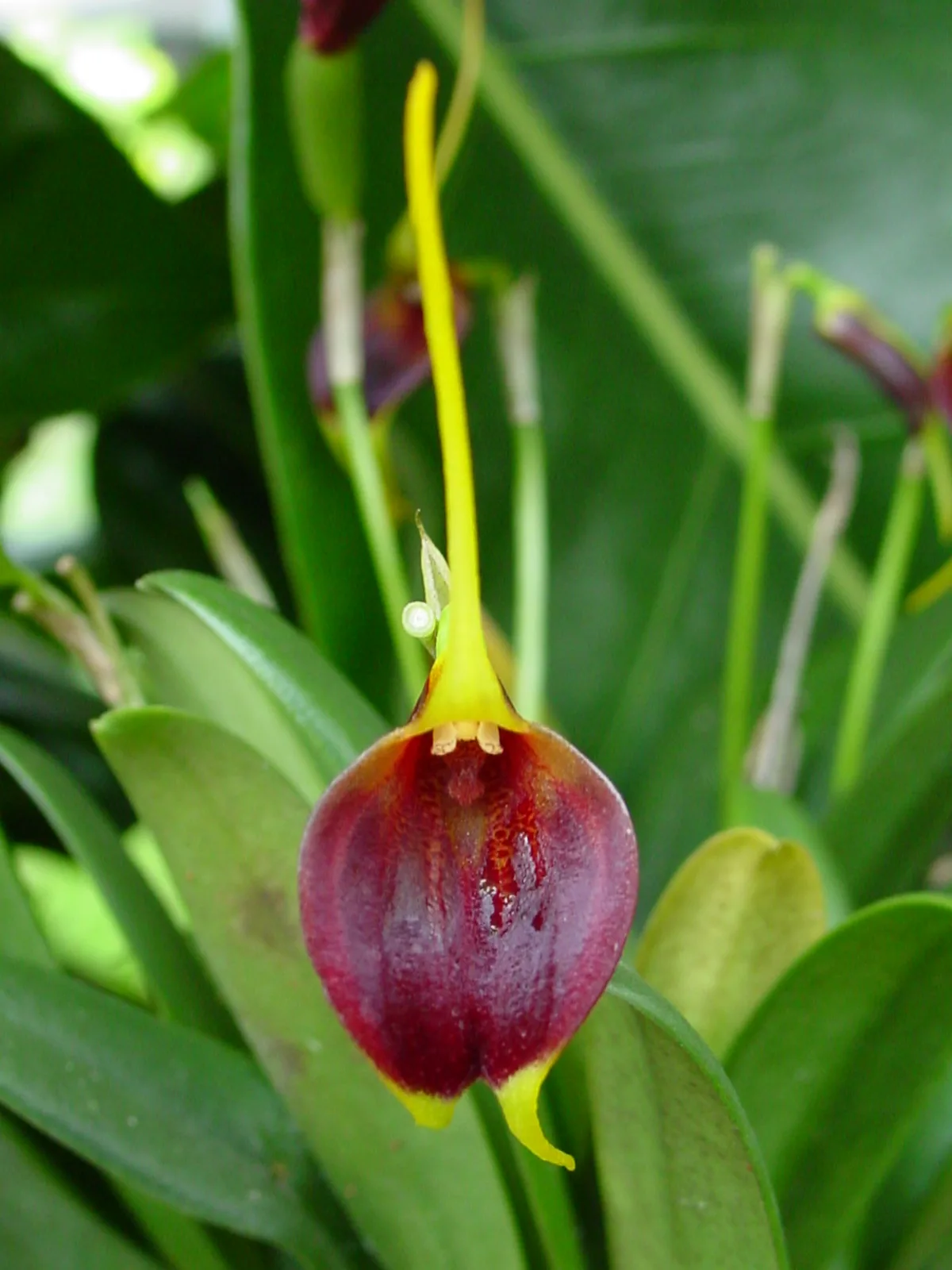 MASDEVALLIA SANTA FIDEI  