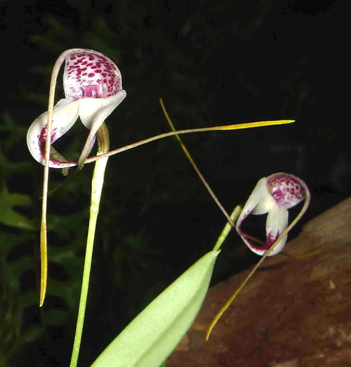 MASDEVALLIA SCMIDT MUMMI  