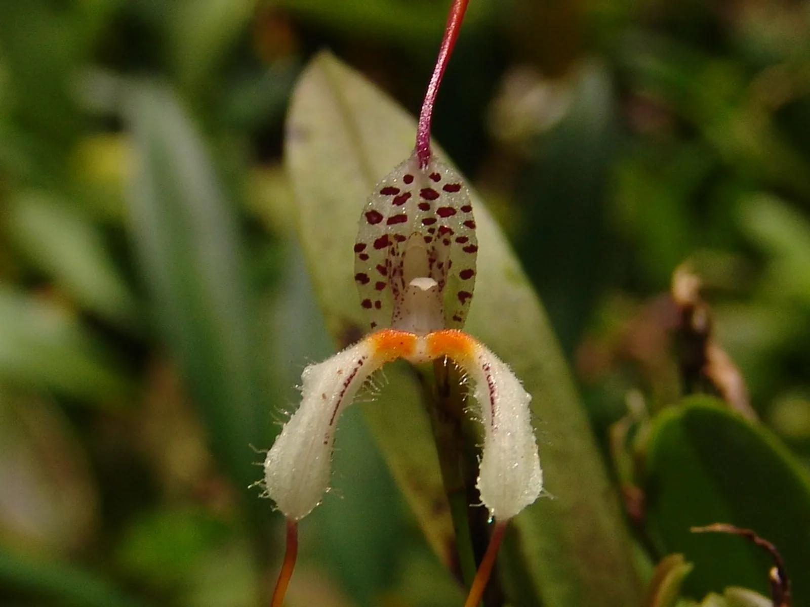 MASDEVALLIA SEGURAE  