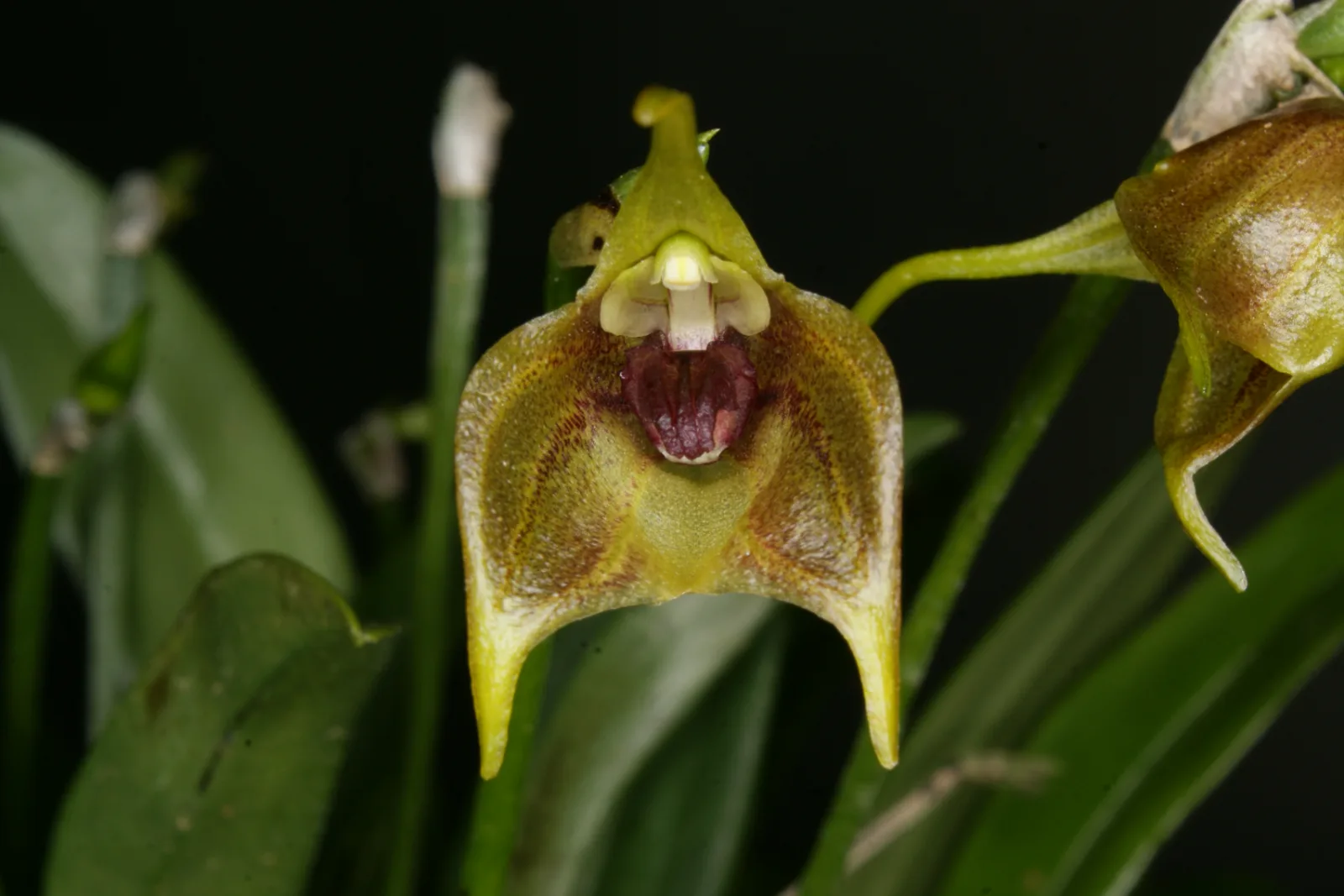 MASDEVALLIA SERNAE  