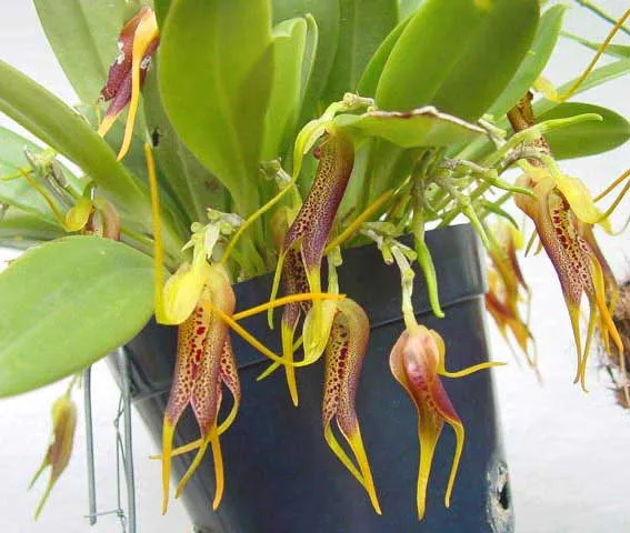 MASDEVALLIA STENORHYNCHOS  