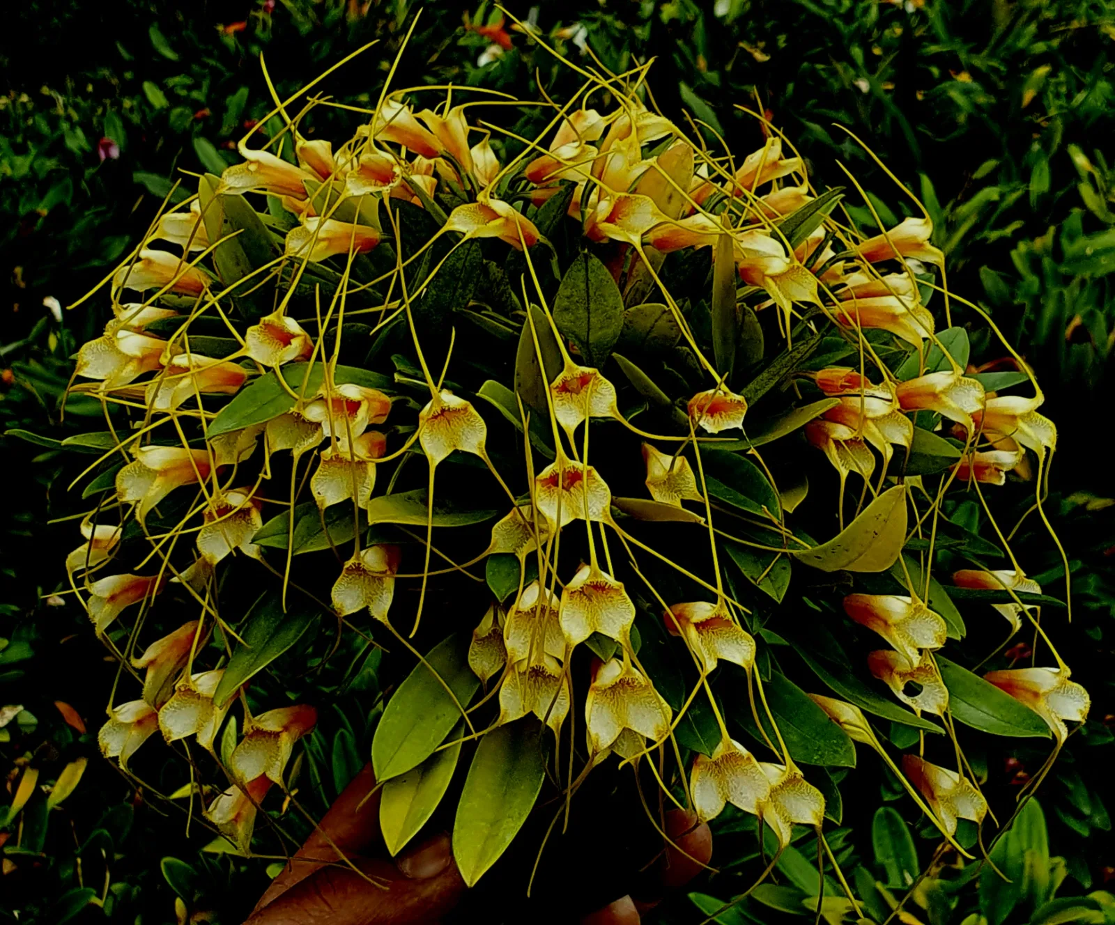 MASDEVALLIA STROBELII  