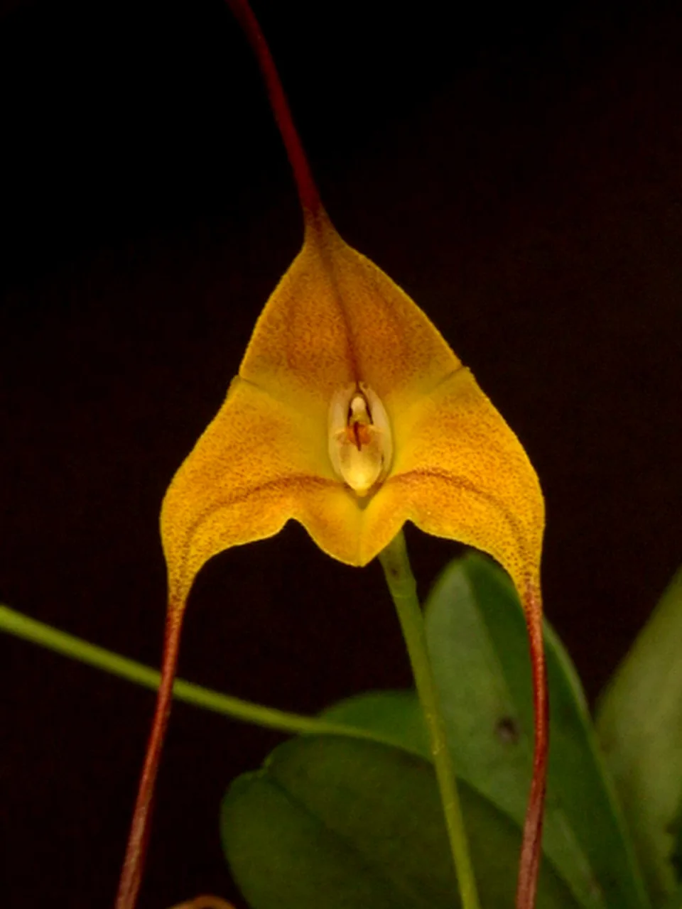 MASDEVALLIA TRIANGULARIS  