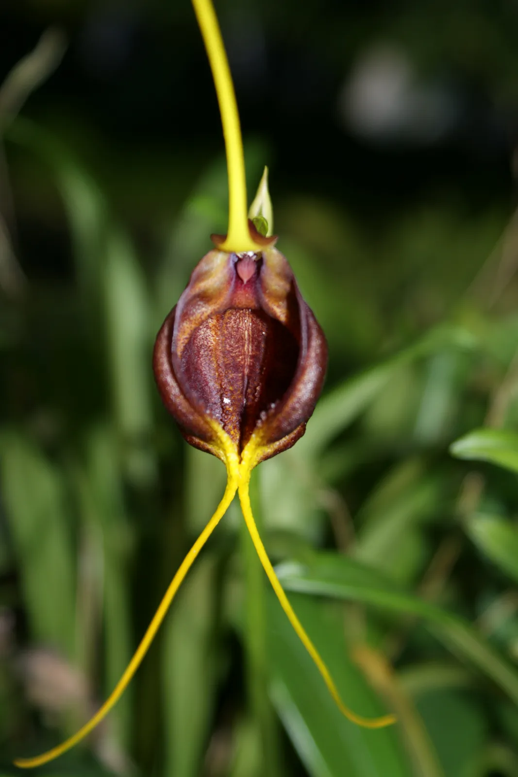 MASDEVALLIA TROCHILUS  