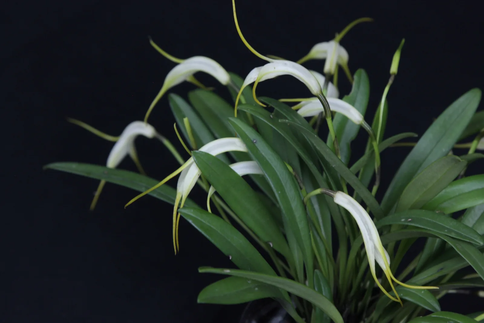 MASDEVALLIA TUBULOSA  