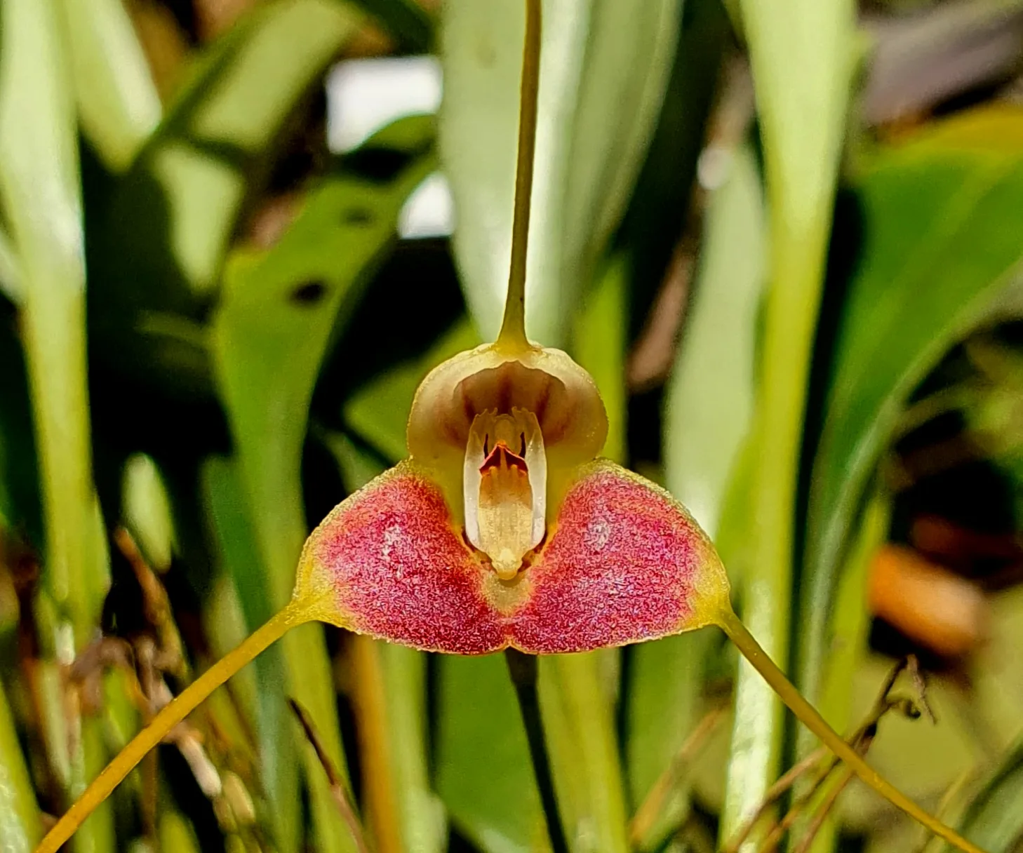 MASDEVALLIA VALENCIAE  