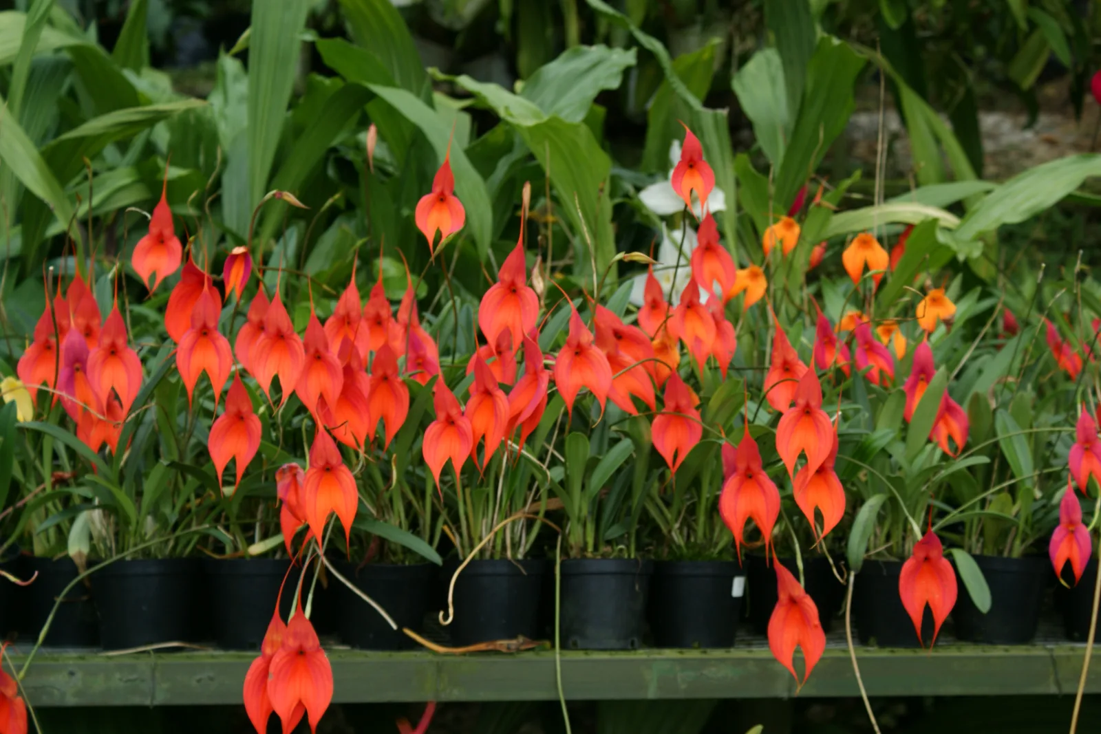 MASDEVALLIA VEITCHIANA  