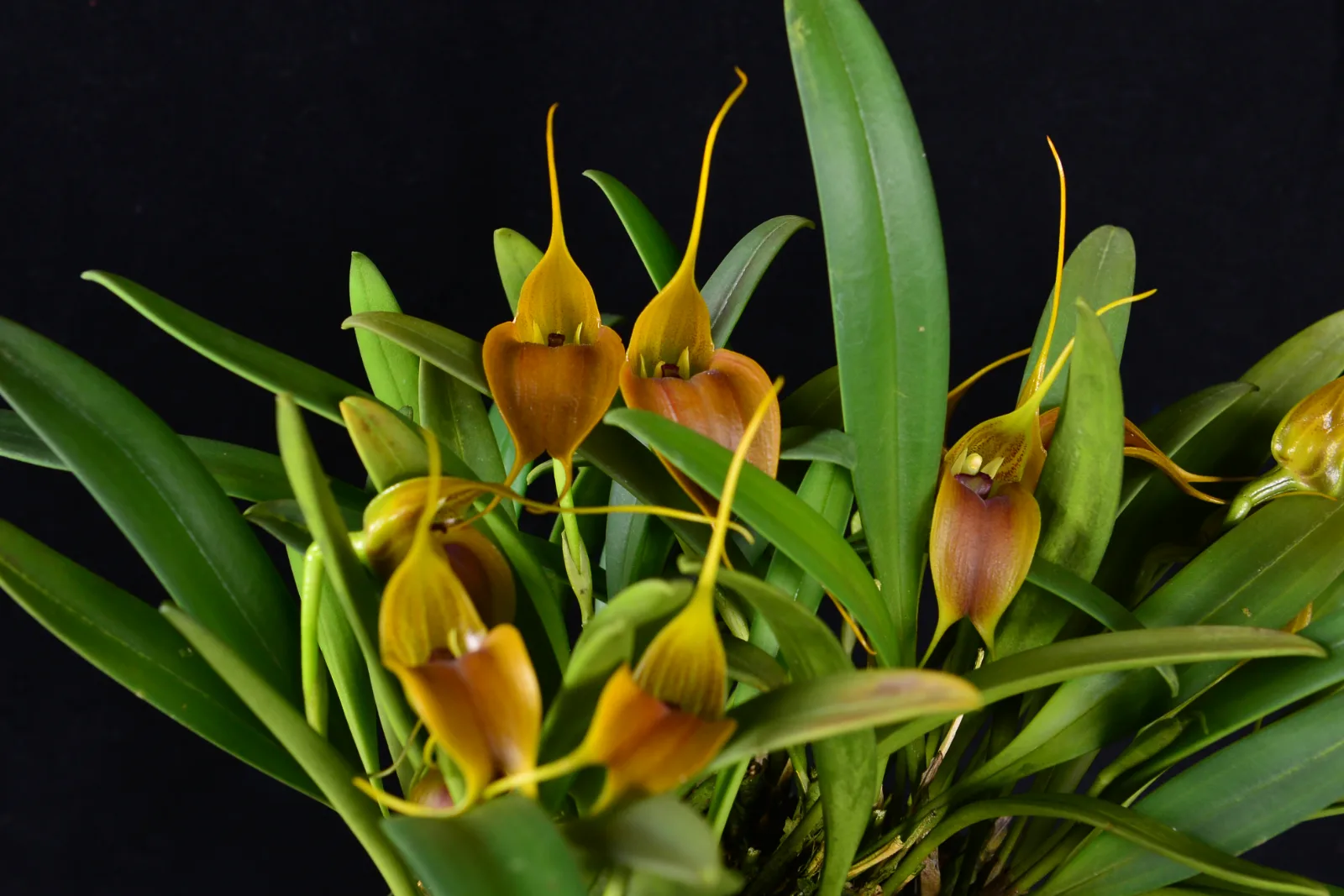 MASDEVALLIA VELIFERA  
