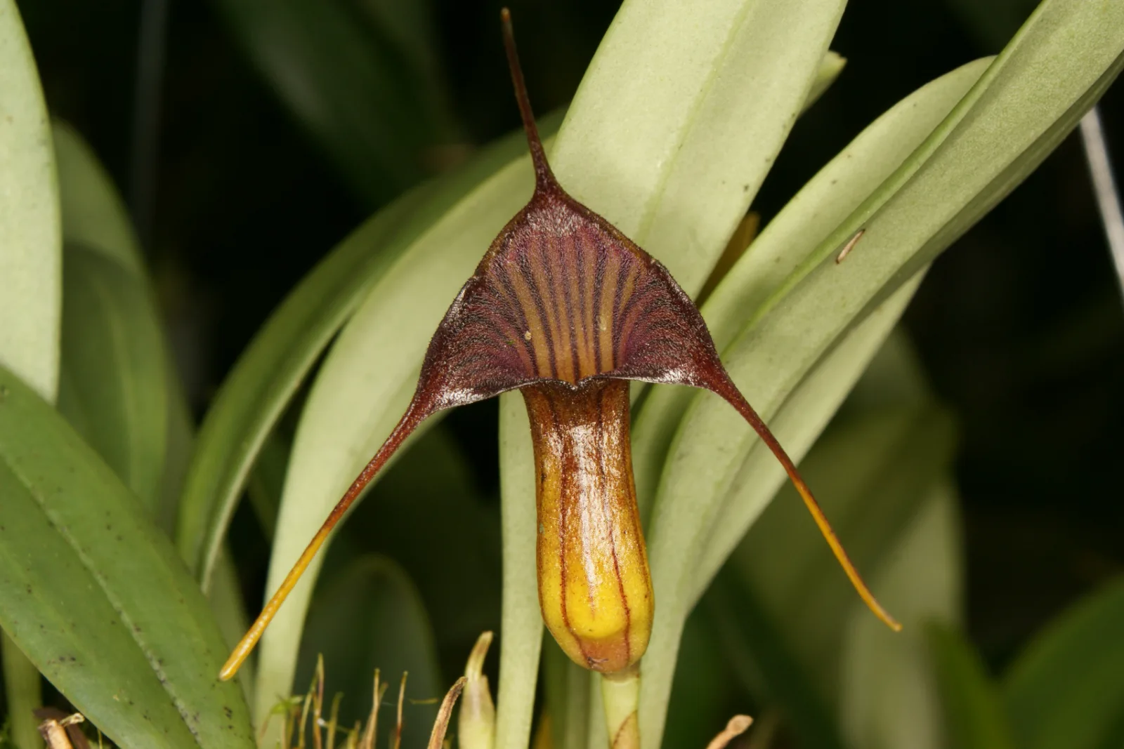 MASDEVALLIA VENTRICULARIA  