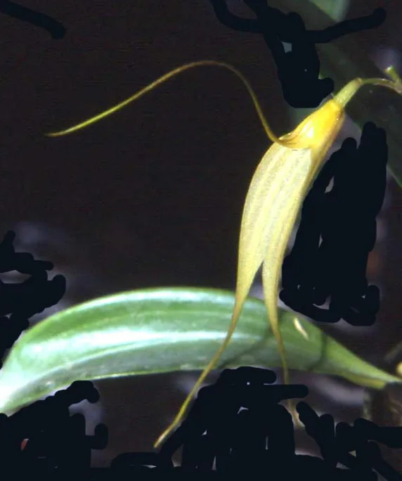 MASDEVALLIA VIERINA  