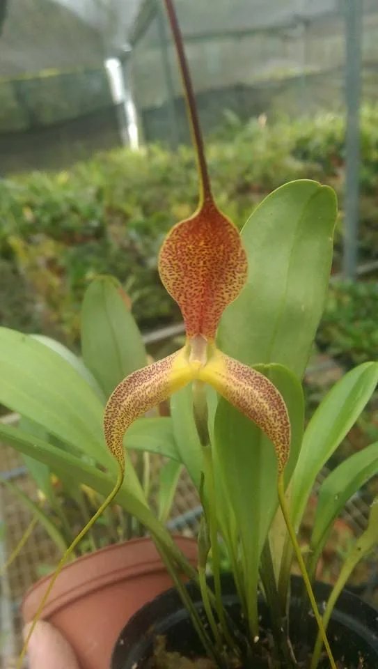 MASDEVALLIA WARDAKII  