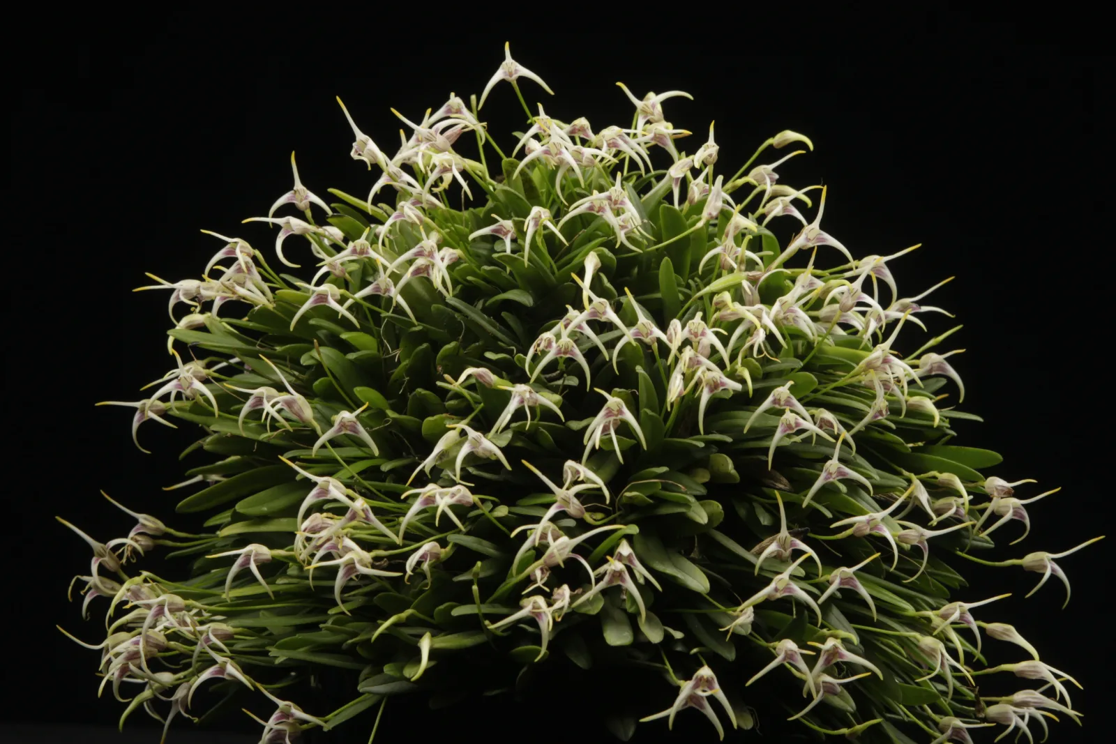 MASDEVALLIA WENDLANDIANA  