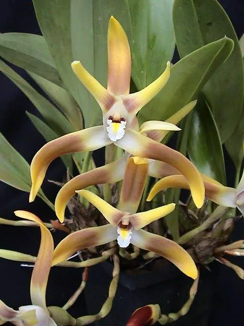 MAXILARIA LUTEO ALBA  