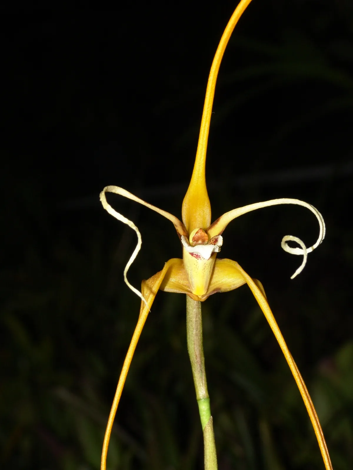 MAXILARIA FRACTIFLEXA  