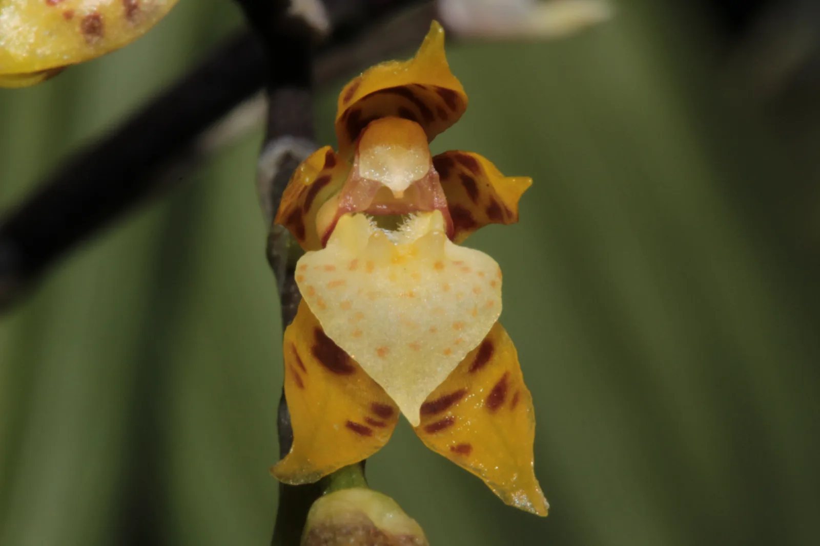 MESOSPINIDIUM INCANTANS  