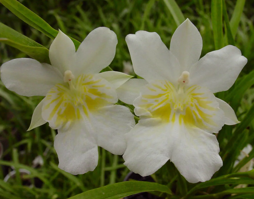 MILTONIOPSIS PHALAENOPSIS. ALBA 