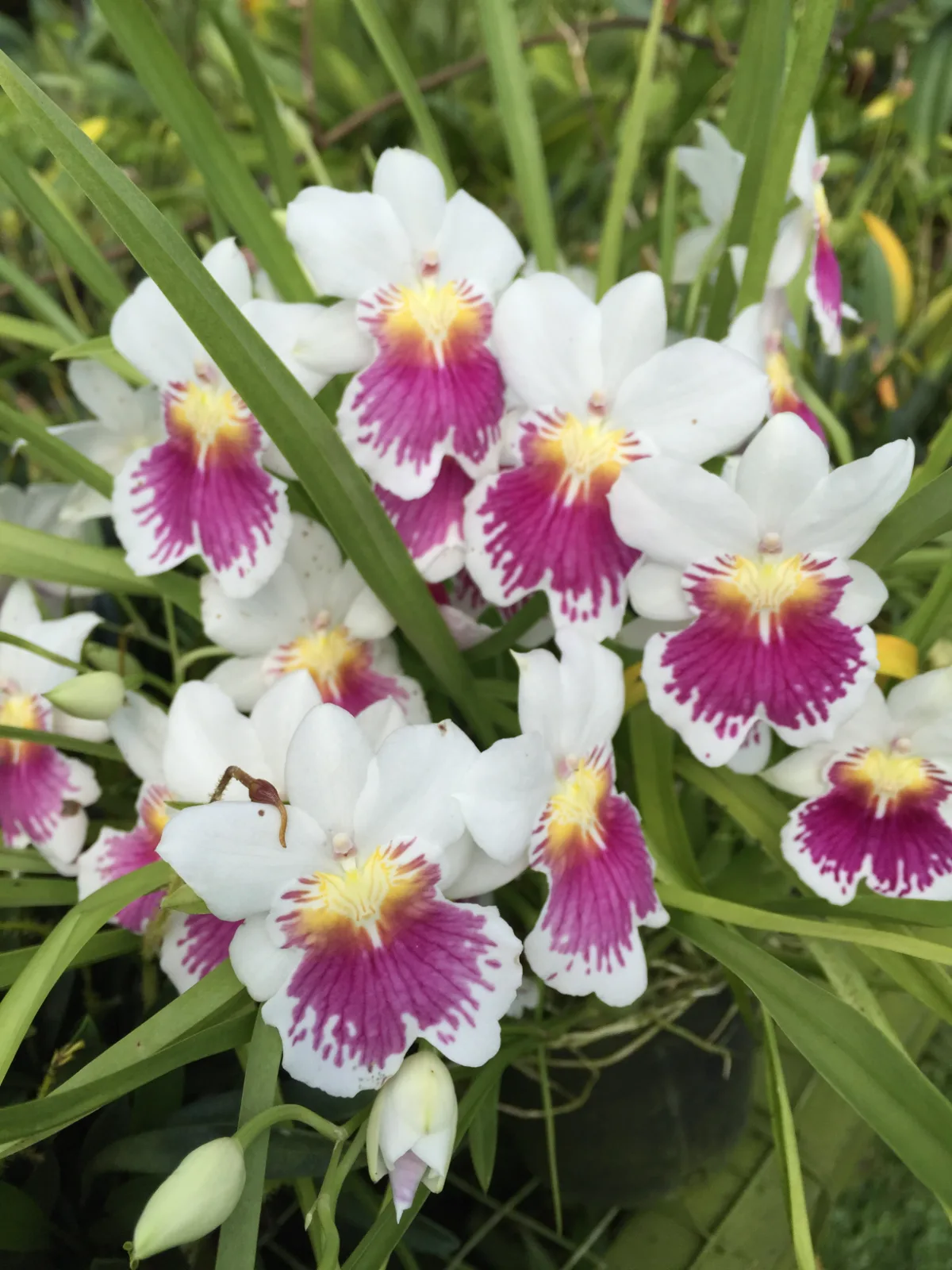 MILTONIOPSIS PHALAENOPSIS.  