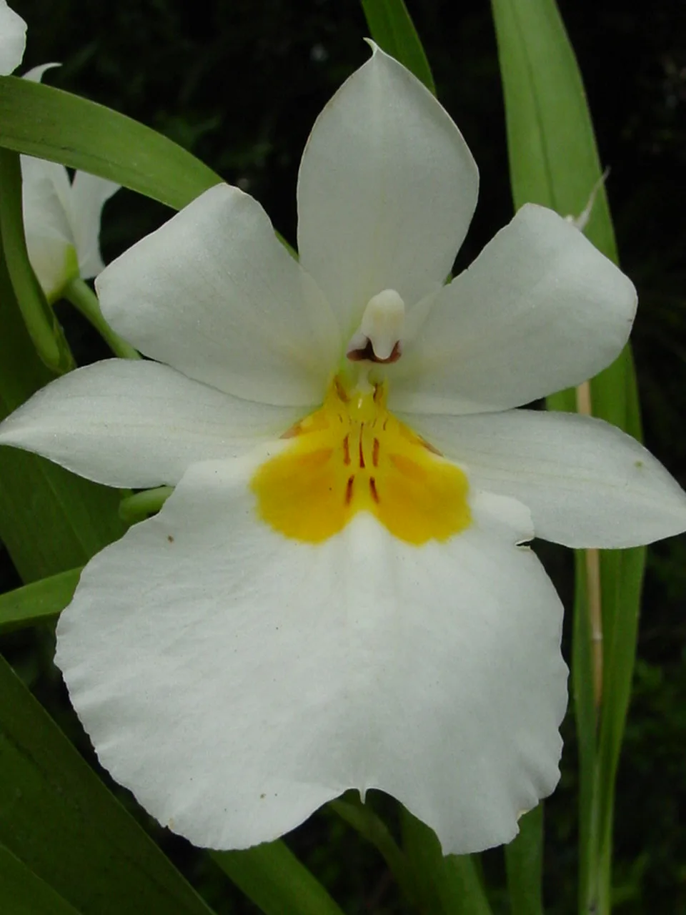 MILTONIOPSIS ROEZLII. ALBA 