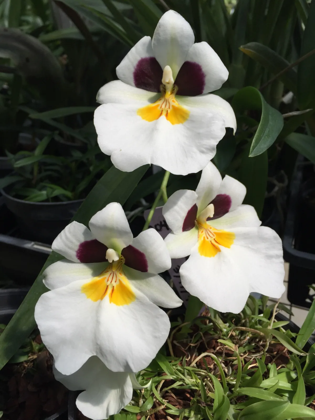 MILTONIOPSIS ROEZLII. TIPO 