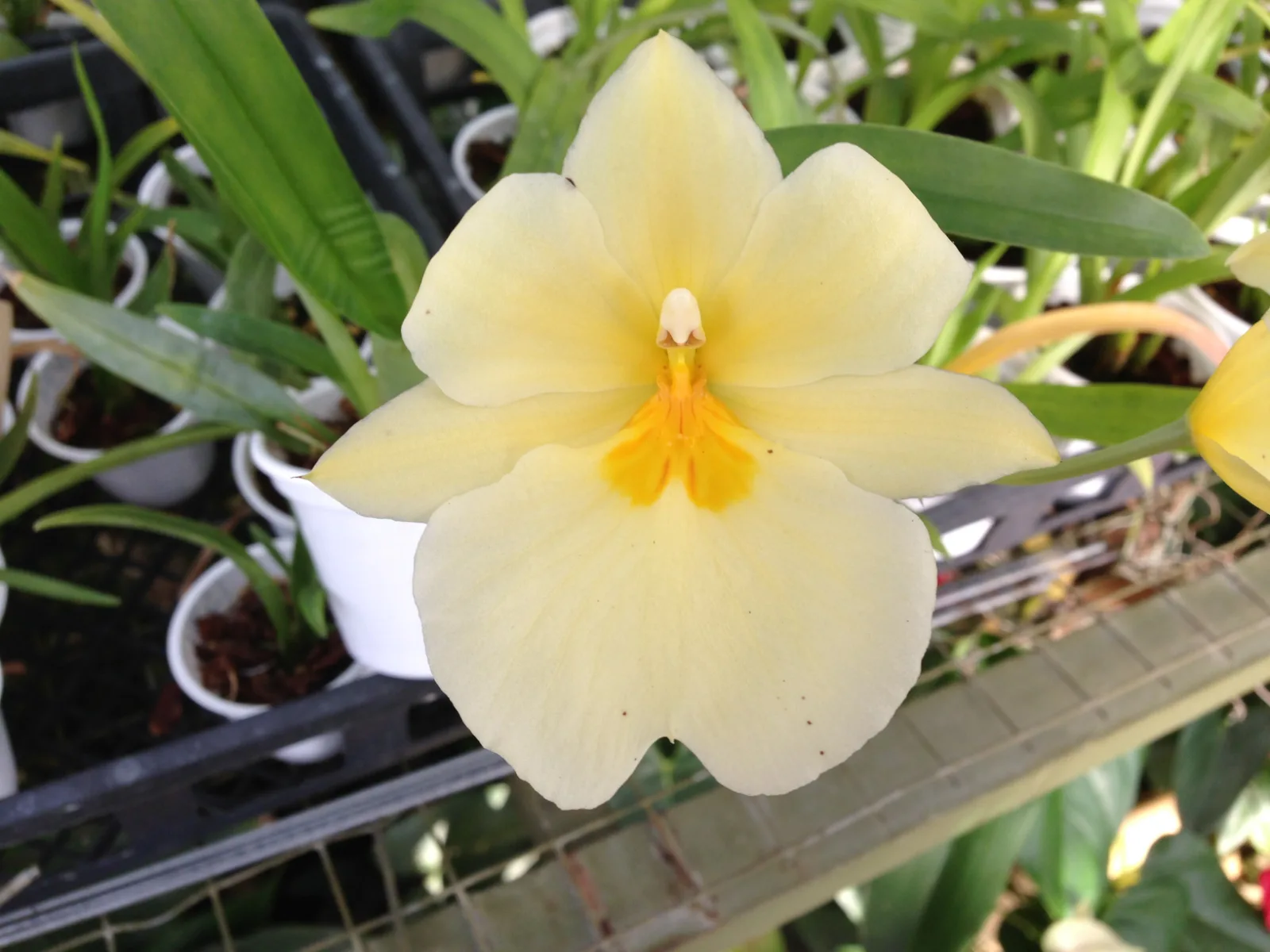 MILTONIOPSIS ROEZLII. XANTHINO 