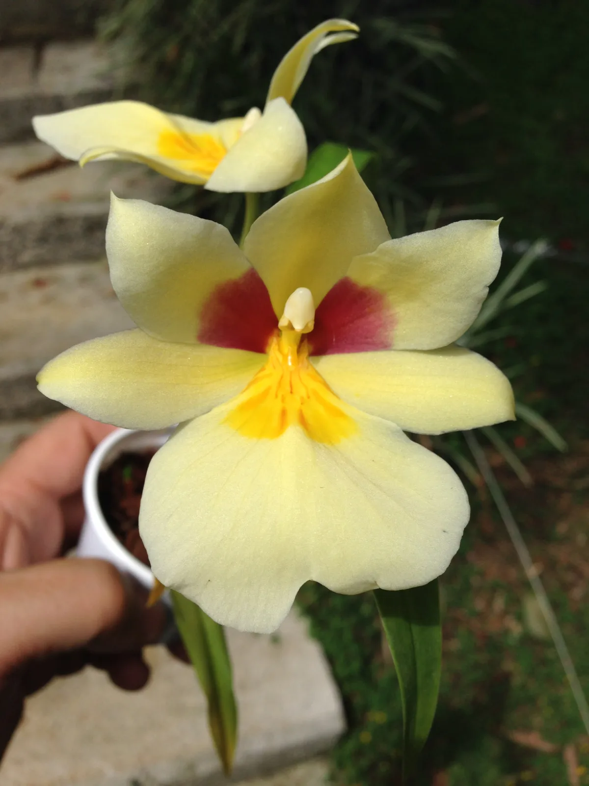 MILTONIOPSIS ROEZLII. XANTHINO 'WHIT EYES'
