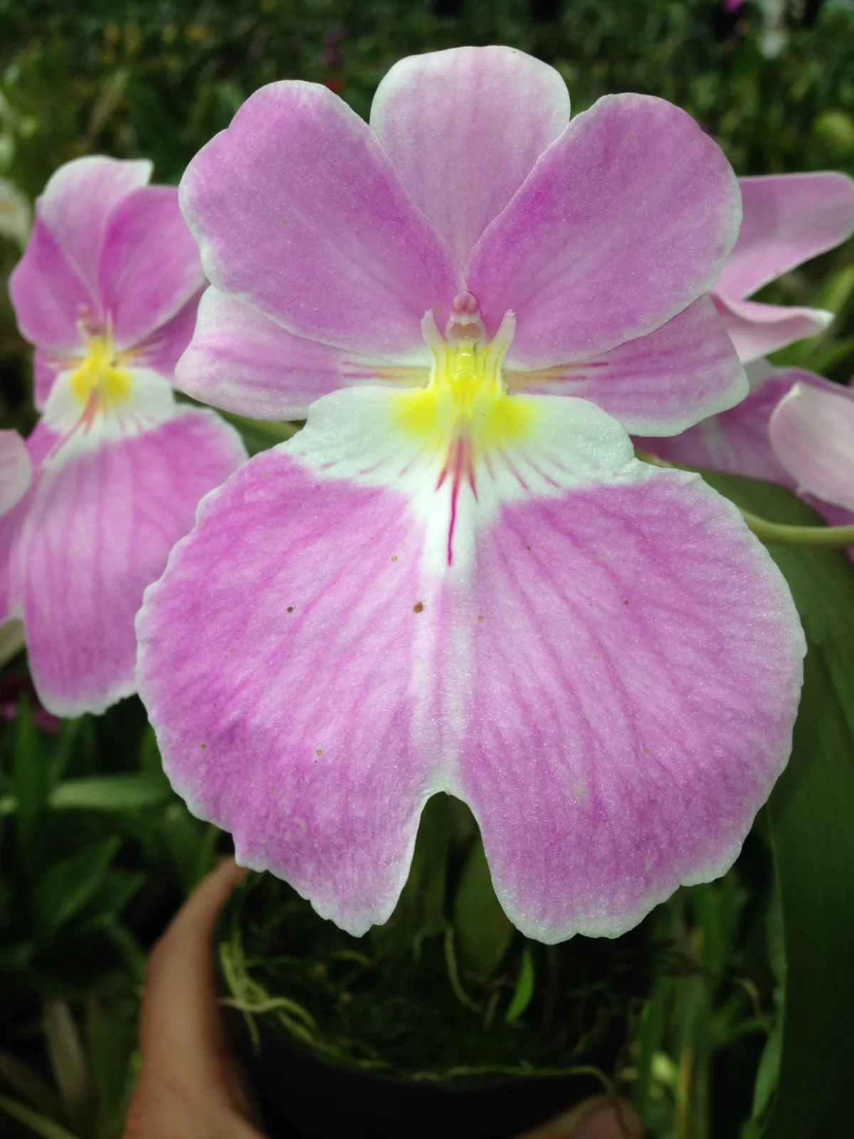 MILTONIOPSIS VEXILARIA TIPO 