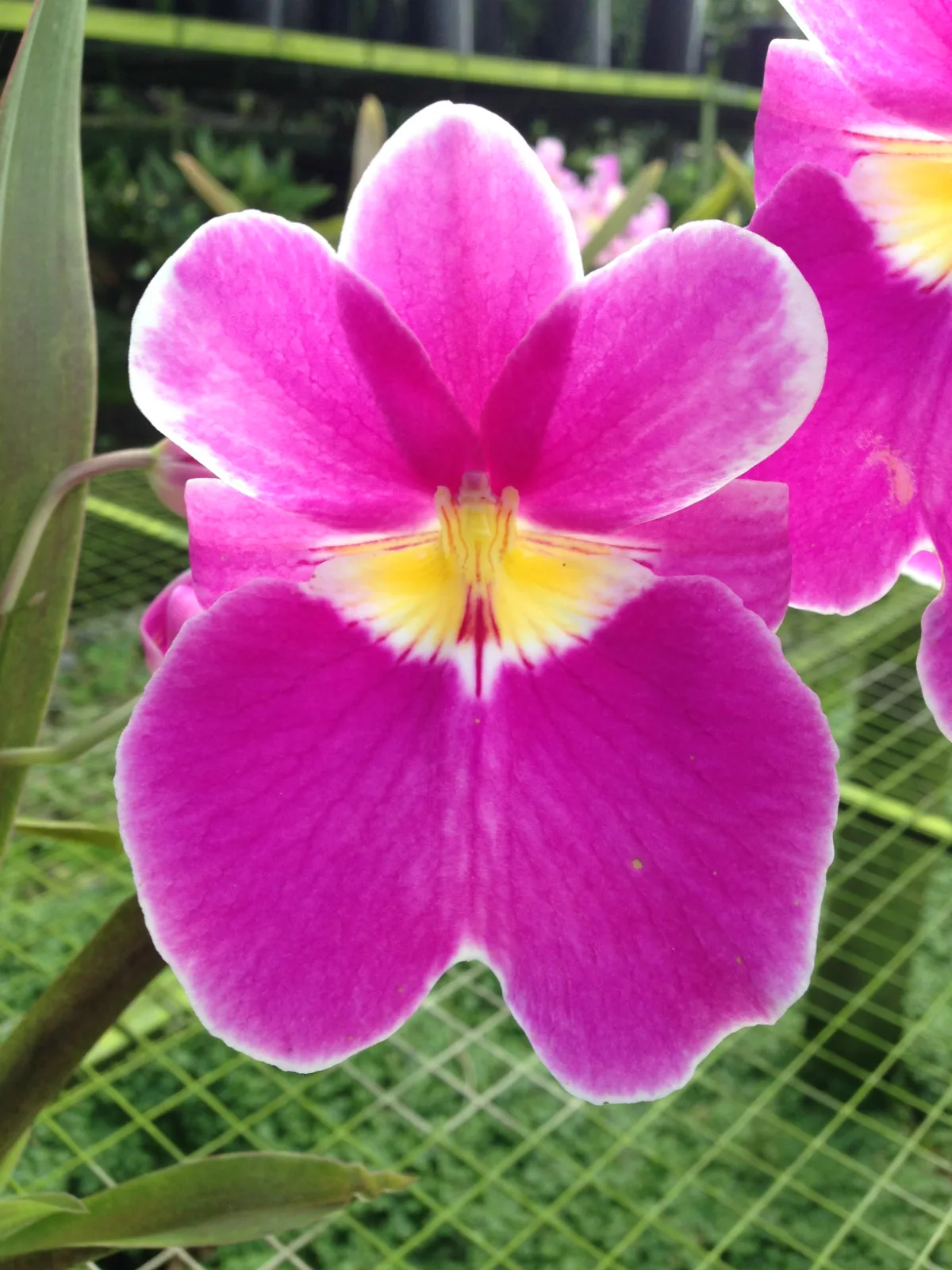 MILTONIOPSIS VEXILARIA TIPO 'DARK'