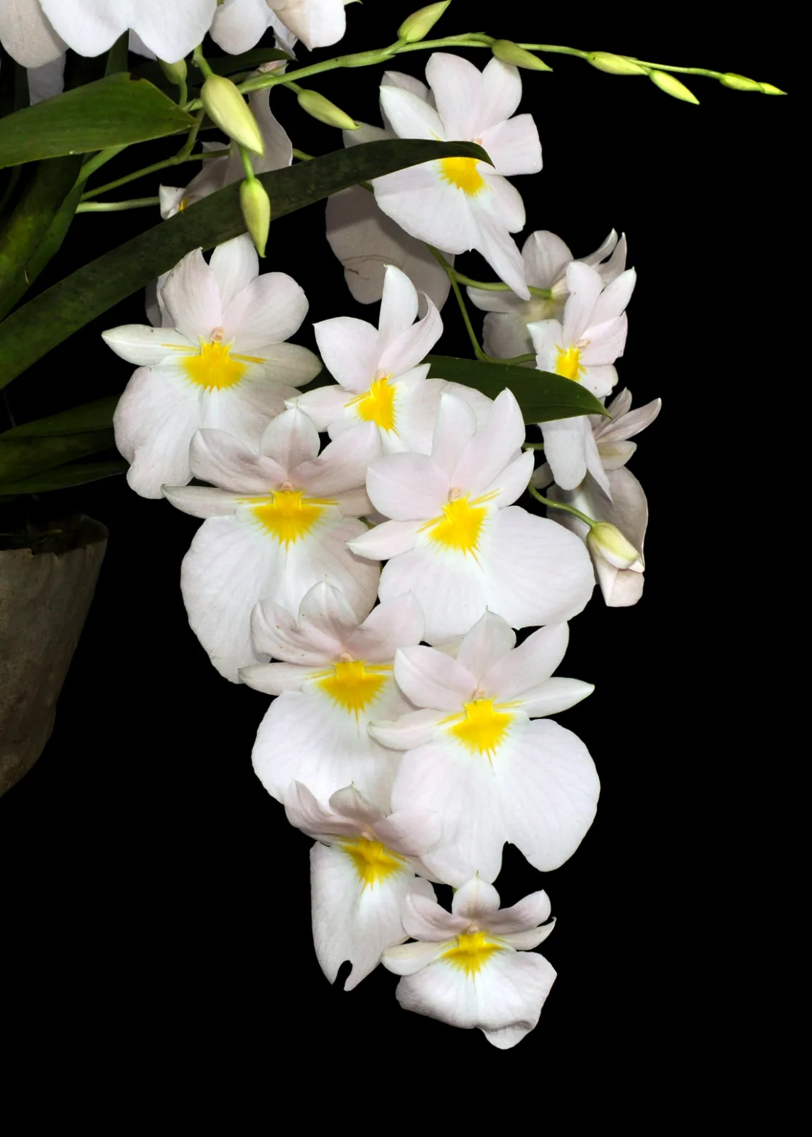 MILTONIOPSIS VEXILARIA  'CAROLINA'