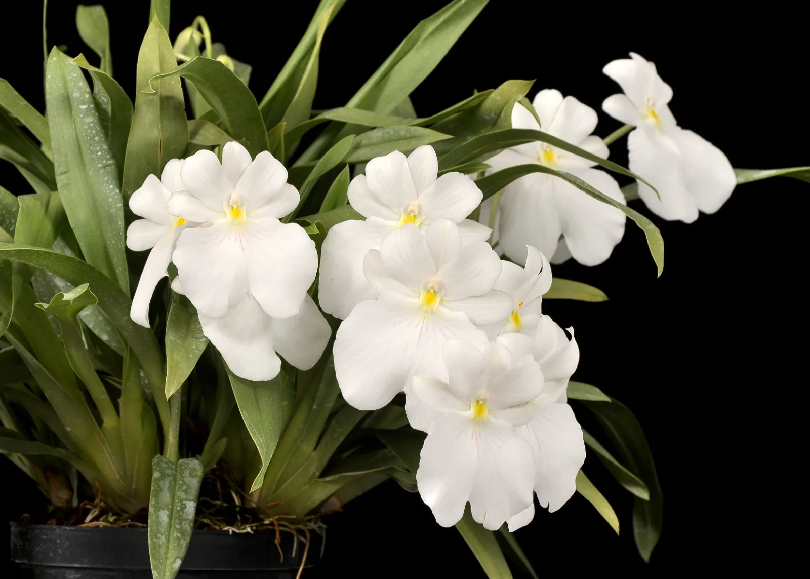 MILTONIOPSIS VEXILARIA ALBA 