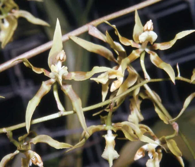 ODONTOGLOSSUM ARMATUM  