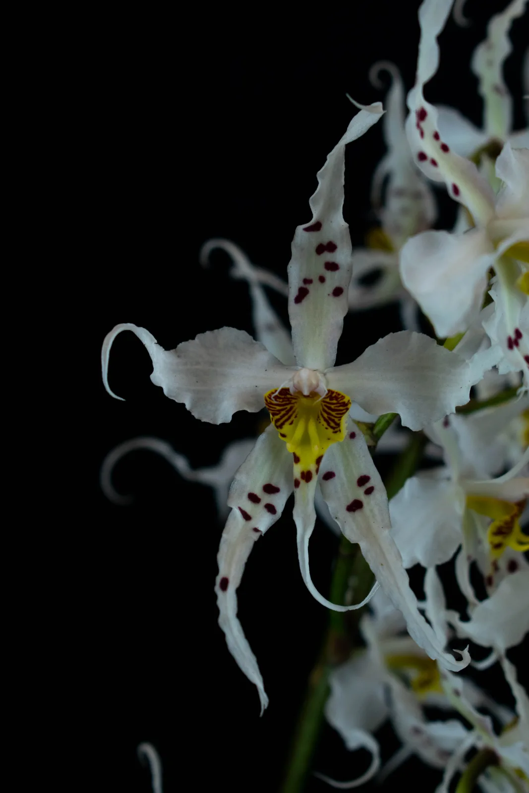 ODONTOGLOSSUM CIRRHOSUM  