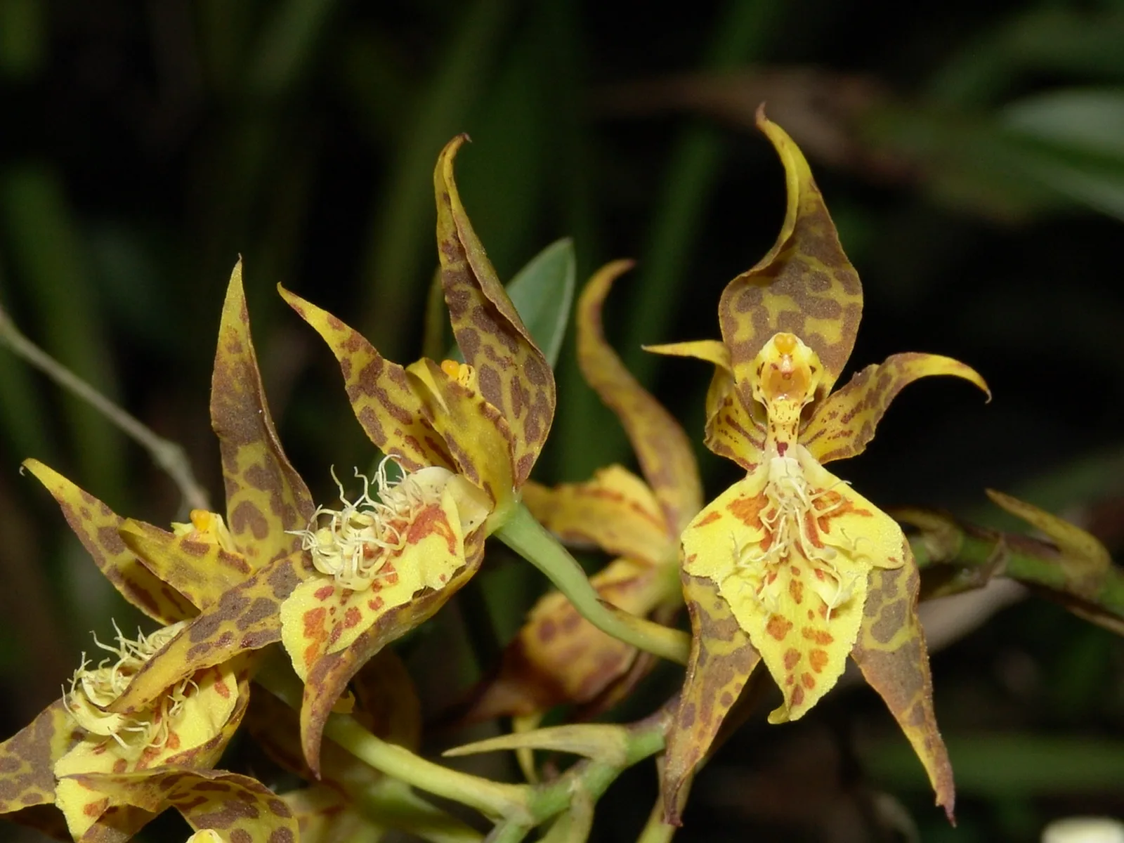ODONTOGLOSSUM CRINITUM  