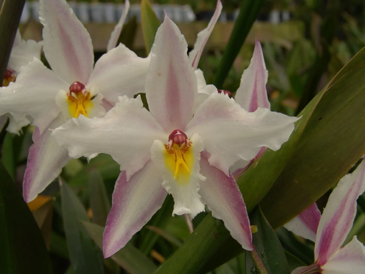ODONTOGLOSSUM CRISPUM TIPO 