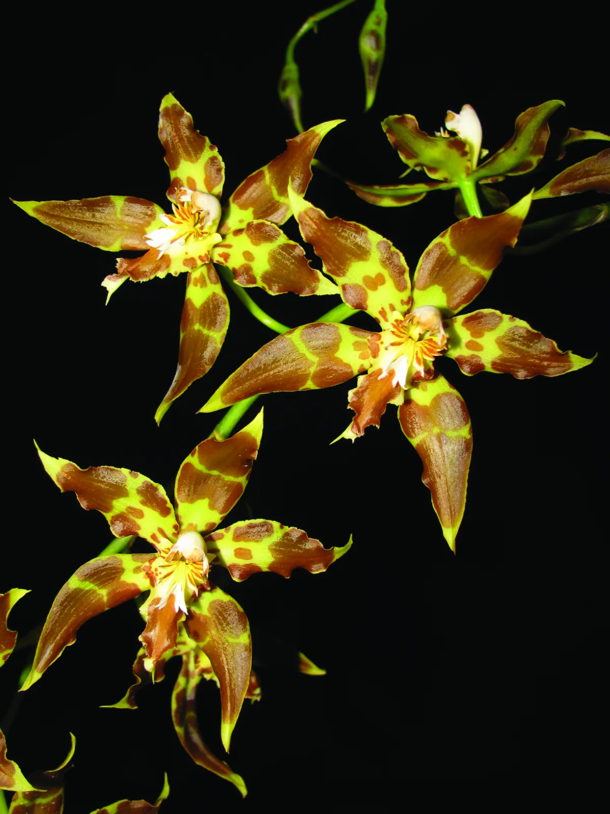 ODONTOGLOSSUM CRISTATELLUM  