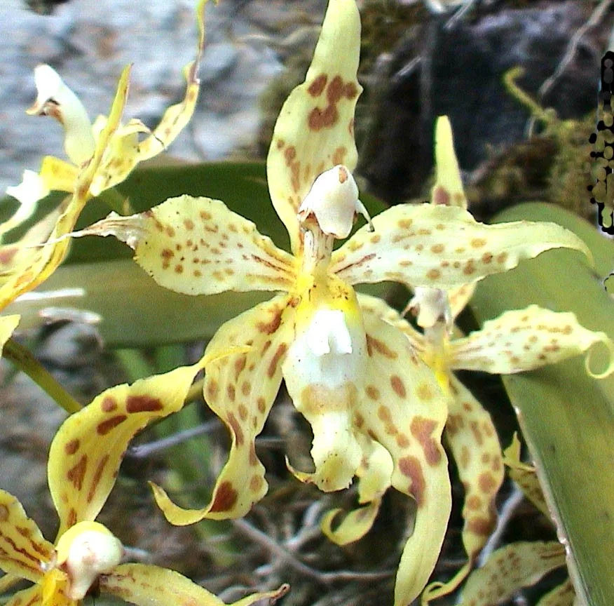 ODONTOGLOSSUM GLORIOSSUM  