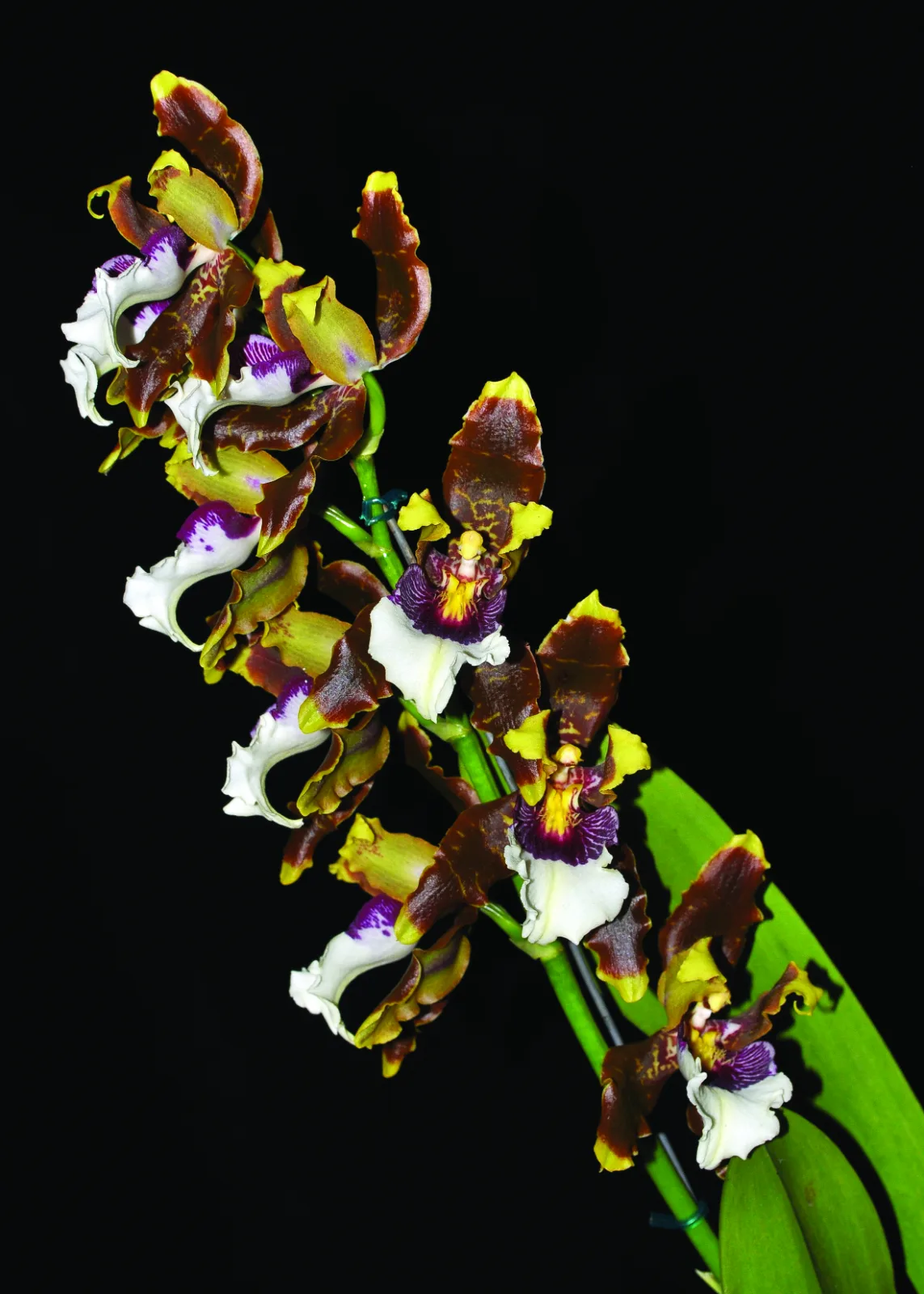 ODONTOGLOSSUM HARRYANUM  