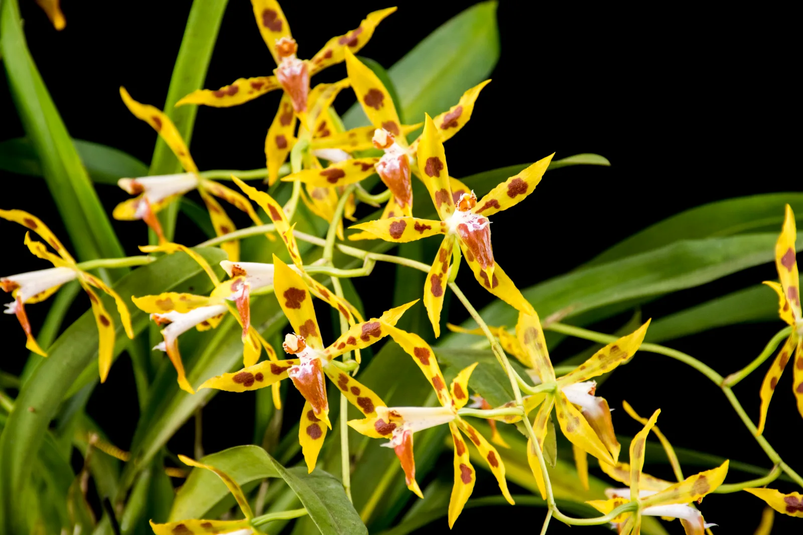 ODONTOGLOSSUM LINDLEYANUM  