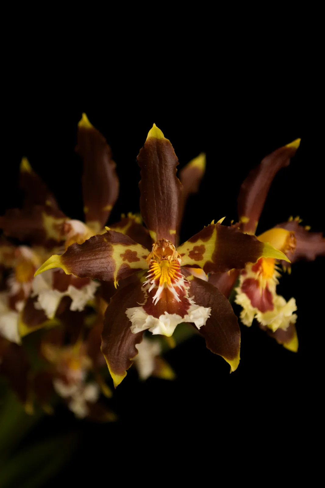 ODONTOGLOSSUM LUTEOPURPUREUM  