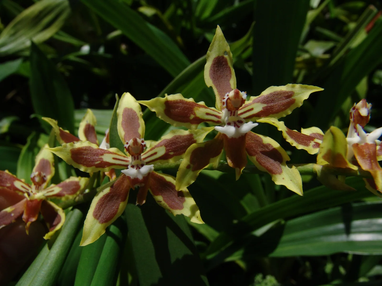 ODONTOGLOSSUM MIRANDUM  