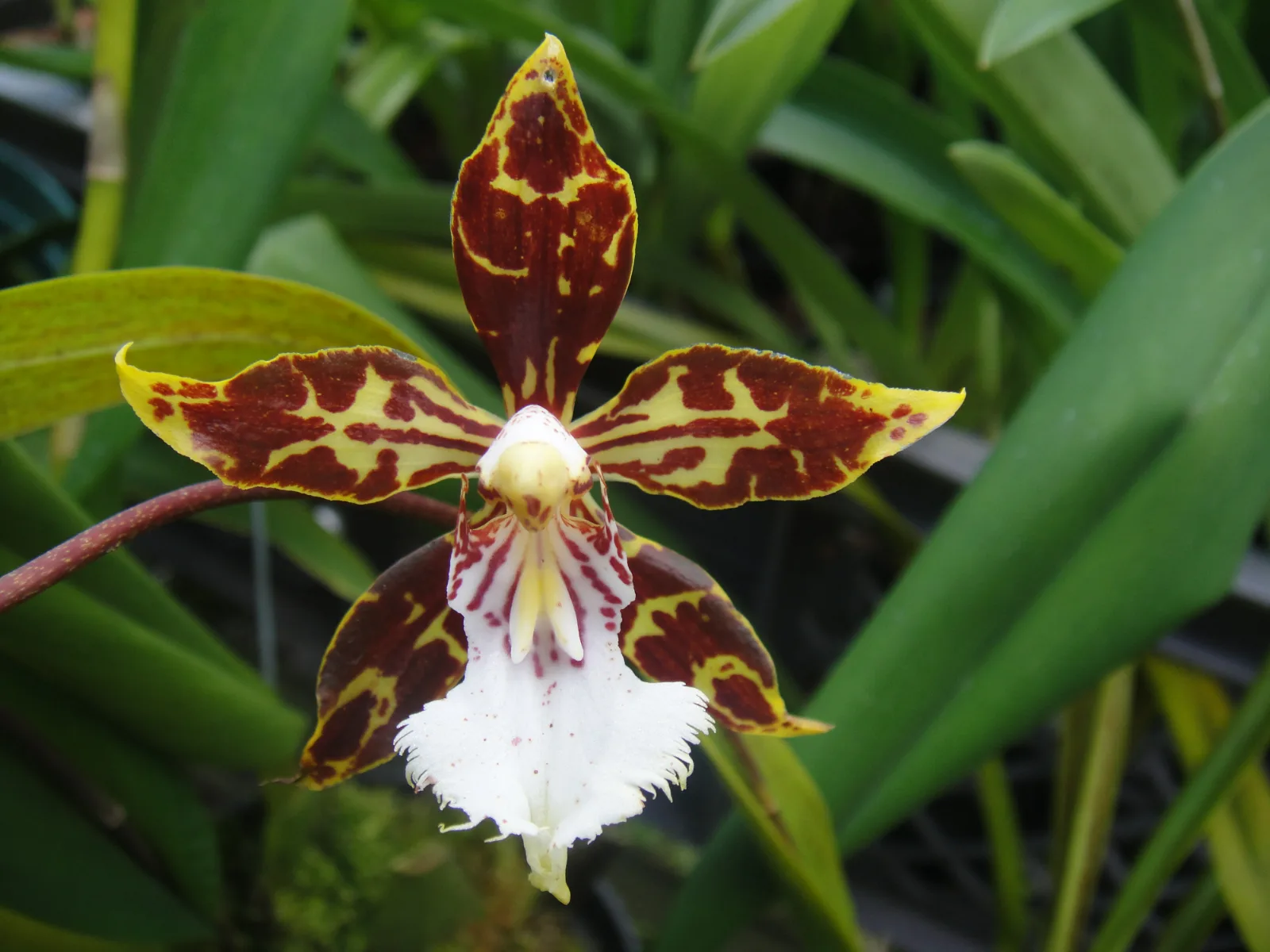 ODONTOGLOSSUM NEVADENSE  