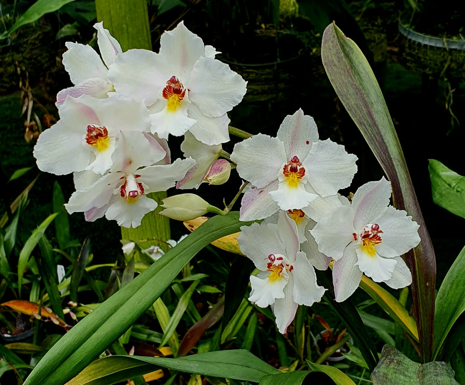 ODONTOGLOSSUM NOBILE  