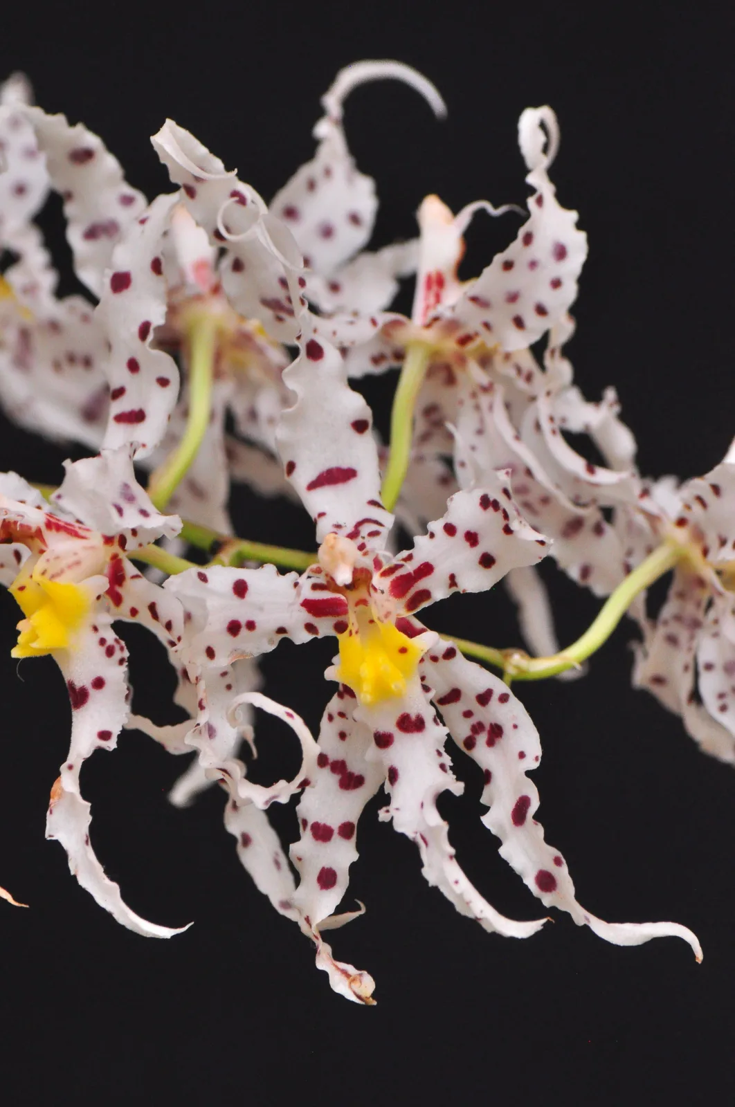 ODONTOGLOSSUM NAEVIUM  